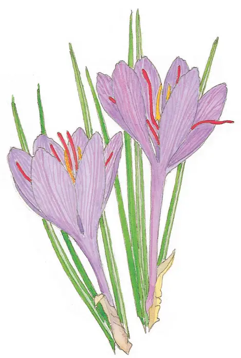 Renee s Garden Saffron Crocus Planting