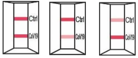 Status 33301 COVID-19 Antigen Rapid Test for Home - figure 13