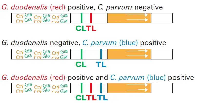 Vetlab-Supplies-FASTest-Crypto-Giardia-Strip-fig- (10)