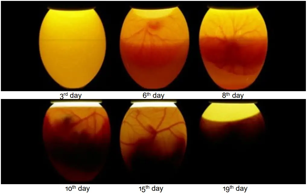 wiltec 52170 Egg Incubator - blood vessels