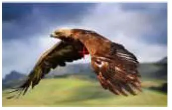 LILLIPUT-PVM210-21.5-Inch-Professional-Video-Monitor-fig-7