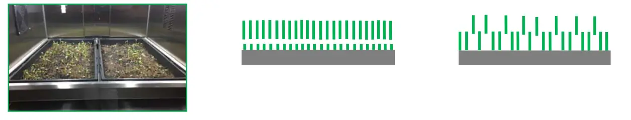 CARTER HOFFMANN GC52 GardenChef Herb and Microgreen Growing C iabinet -PLANTING TRAY4