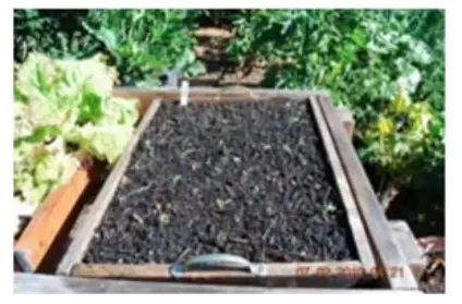 CARTER HOFFMANN GC52 GardenChef Herb and Microgreen Growing C iabinet - WHITE MOLD 1