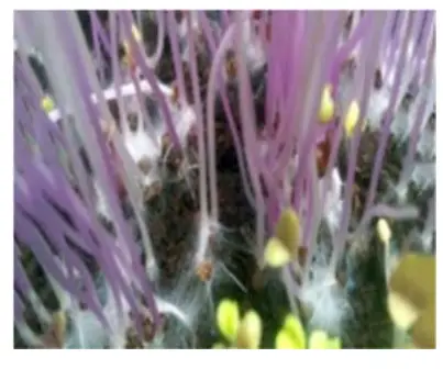 CARTER HOFFMANN GC52 GardenChef Herb and Microgreen Growing C iabinet - WHITE MOLD