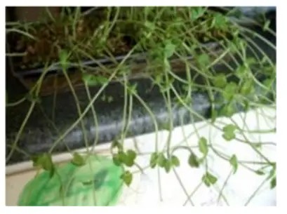 CARTER HOFFMANN GC52 GardenChef Herb and Microgreen Growing C iabinet - WHITE MOLD2