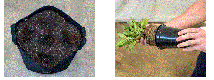 HD6031-Salad-Garden-Kit-fig-3