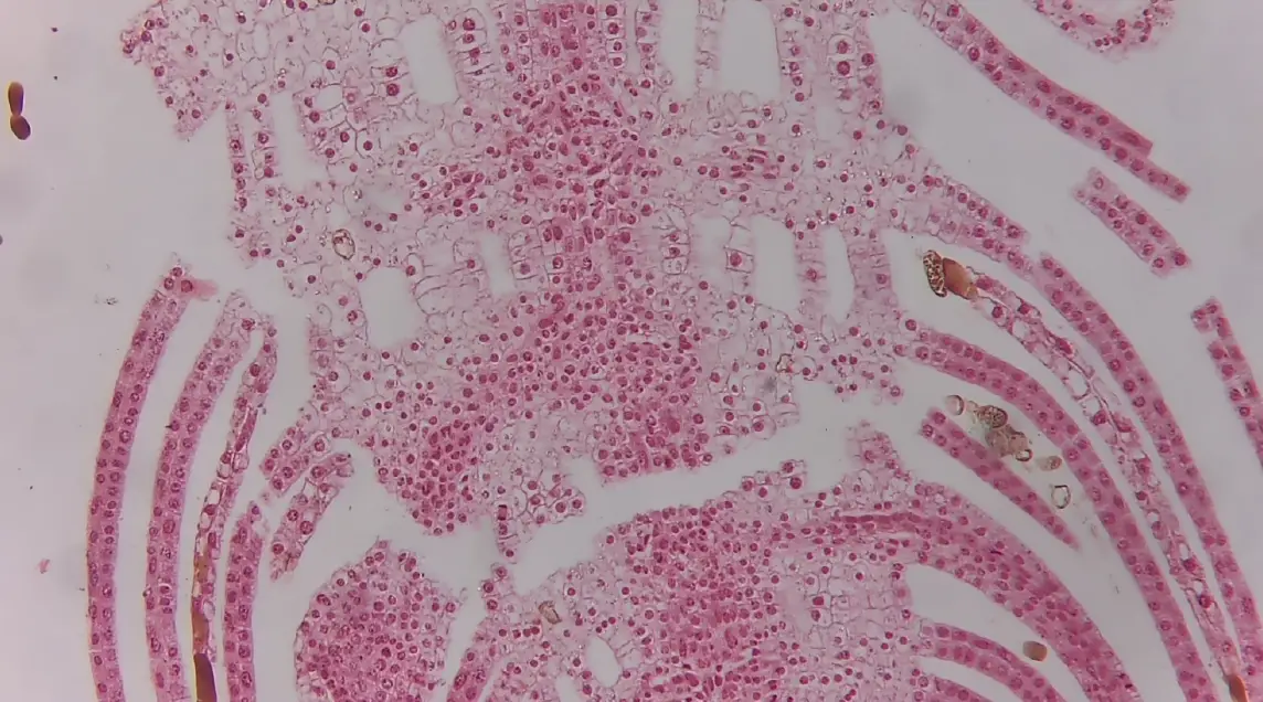 XCAMLITE1080P Series Camera 27