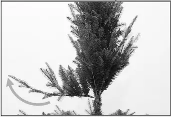 EKVIP 022515 Christmas Tree A4