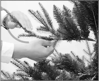 EKVIP 022515 Christmas Tree A6