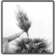 EKVIP 022515 Christmas Tree B4