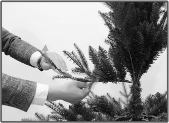 EKVIP 022515 Christmas Tree B5