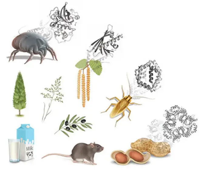 EAACI-20-Molecular-Allergology-product