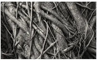 CallMiner-Continuum-Maturity-Scale-fig-2