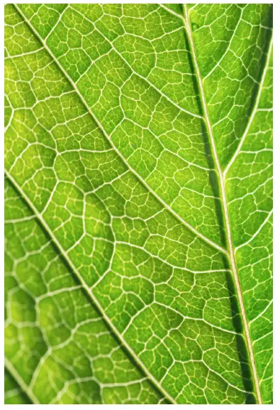 CallMiner-Continuum-Maturity-Scale-fig-4