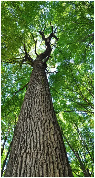 CallMiner-Continuum-Maturity-Scale-fig-5