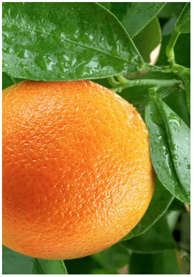 CallMiner-Continuum-Maturity-Scale-fig-6