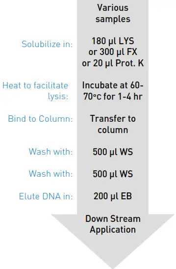 EPOCH LIFE SCIENCE 2460050 GenCatch Blood and Tissue Genomic Mini Prep Kit - ethanol to WS Buffer