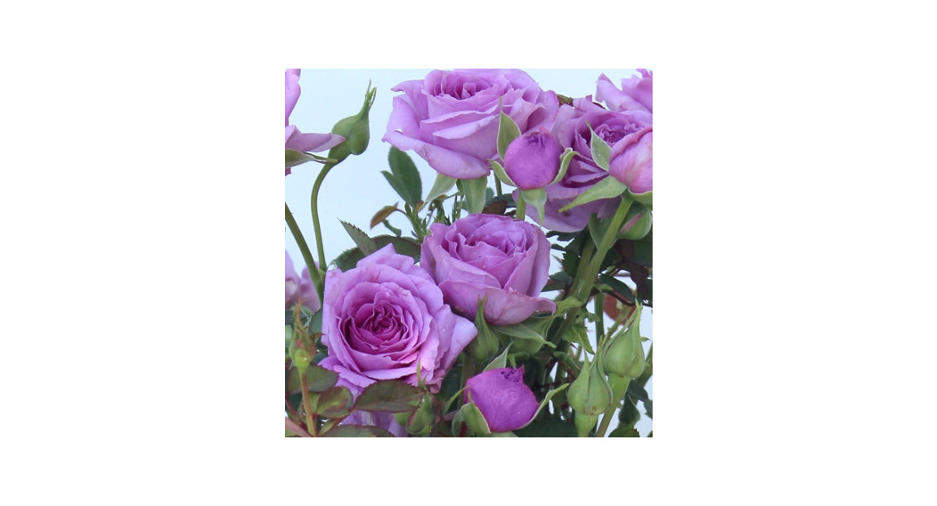Cottage Farms Direct Garden Roses 2-piece Vis Violet Mini Rose User Manual Cottage Farms Direct Garden Roses 2-piece Vis Violet Mini Rose User Manual
