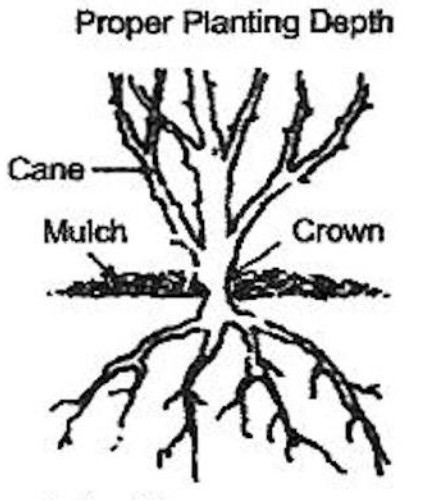 Cottage Farms DIRECT Garden Roses 2 Piece Vis Violet Mini Rose - iccon 6d