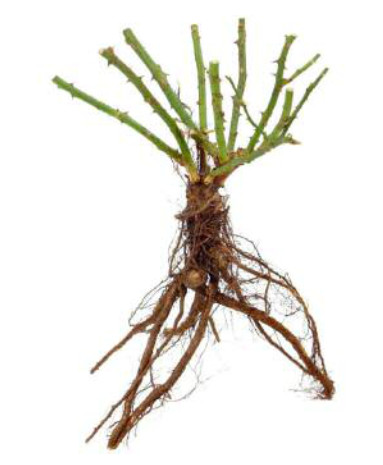 Cottage Farms DIRECT Garden Roses 2 Piece Vis Violet Mini Rose - icconsd7