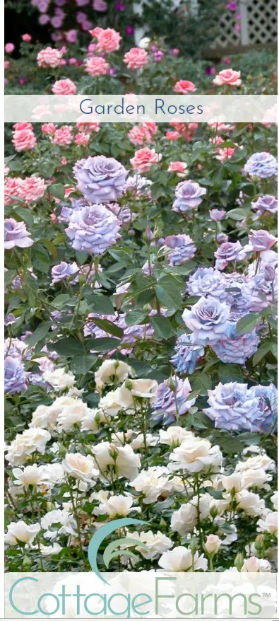 Cottage Farms DIRECT Garden Roses 2 Piece Vis Violet Mini Rose