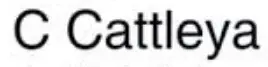 C-Cattleya-logo