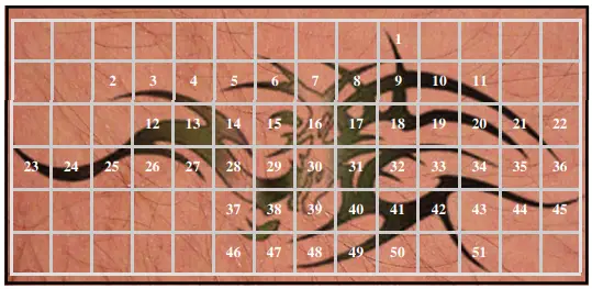 Avance Beauty IPL350-PRJ E-Light Flux Professional IPL Photo-Rejuvenation System - Treatment Procedure