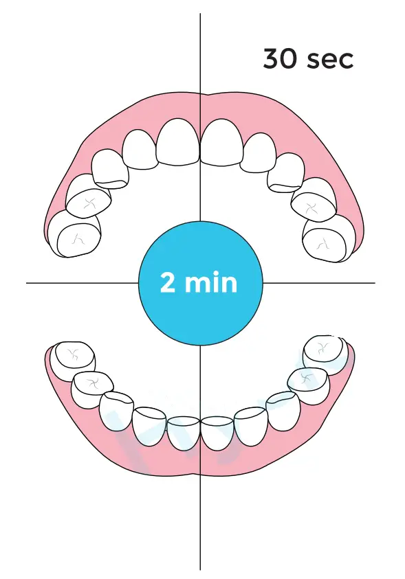 Your 2-Minute Brushing Guide