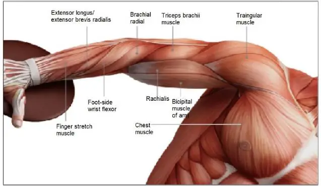 anko-ITGM-06-Massage-Gun-4