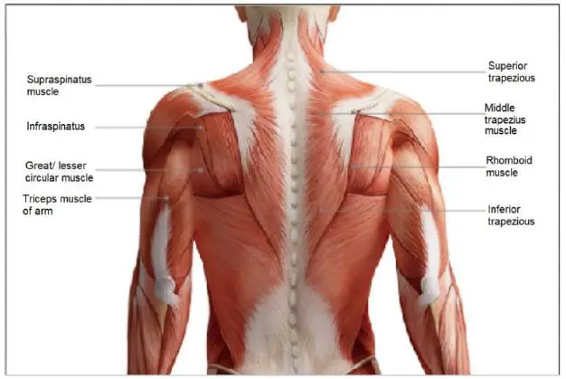 anko-ITGM-06-Massage-Gun-5