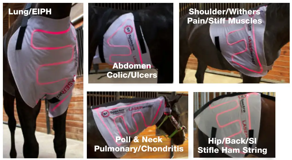 Spectra THERAPY Equine ST Laser Blanket - Vascular 6