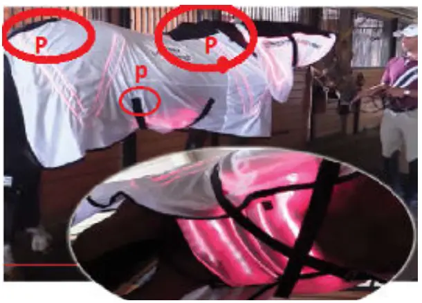 Spectra THERAPY Equine ST Laser Blanket - joints 5