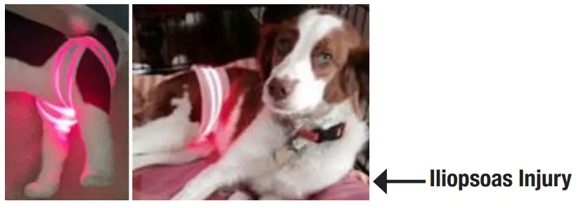 Spectra THERAPY Canine Dog Coat - Charge Connecto6