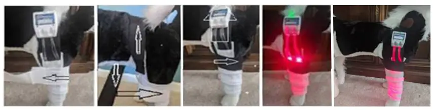 Spectra THERAPY Canine Dog Coat - LASERwrap4