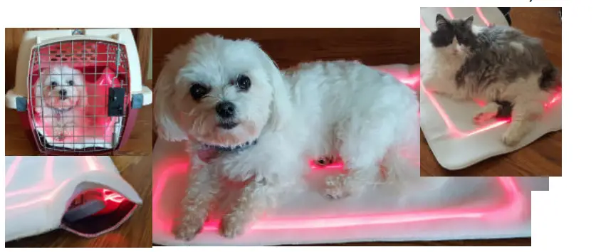 Spectra THERAPY Canine Dog Coat -overall body laser 1