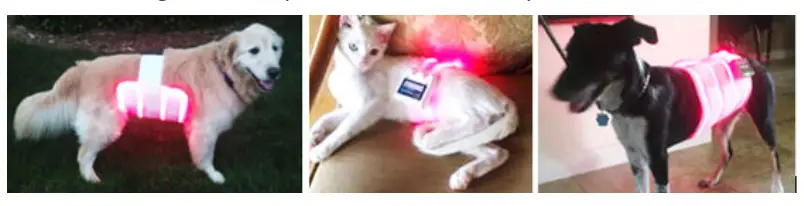 Spectra THERAPY Canine Dog Coat -overall body laser 2