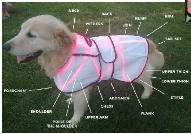 Spectra THERAPY Canine Dog Coat - overall body laser