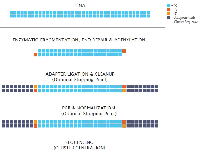 PerkinElmer-NEXTFLEX-Rapid-XP-V2-DNA-Seq-kit-fig- (1)