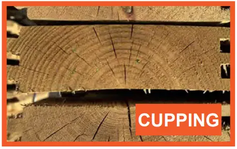 PLANTERS Veg Trough Planter Box - Cupping