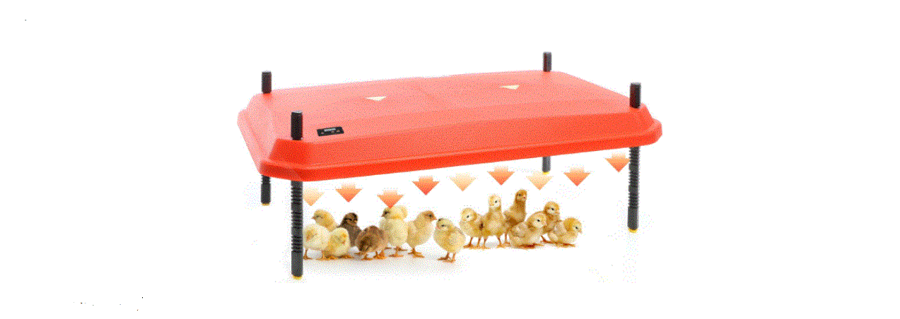 Fudajo 52429 Chick Heating Plate With Thermostat Instruction Manual Fudajo 52429 Chick Heating Plate With Thermostat Instruction Manual