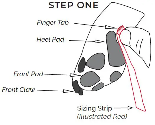 SAP-Printable-Strips-Clawgs-Sizing-Guide-fig- (1)