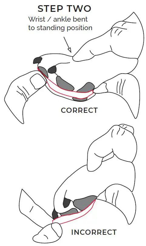 SAP-Printable-Strips-Clawgs-Sizing-Guide-fig- (2)