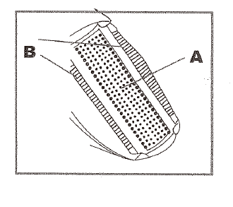 GKINIKG-ZB0221-2-In 1-Electric-Lady-Shaver -FIG- (2)