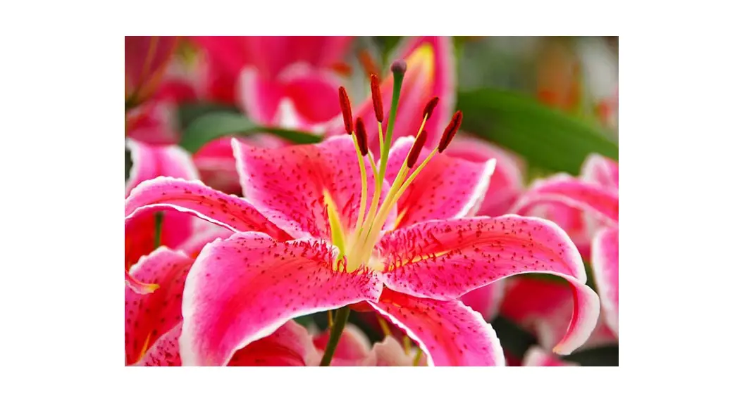 Ultimate Innovations M89203 Oriental Lily Instructions Ultimate Innovations M89203 Oriental Lily Instructions