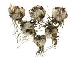 ULTIMATE INNOVATIONS M89203 Oriental Lily - Fig 1