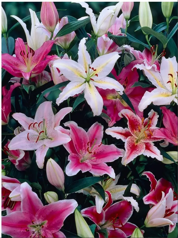 ULTIMATE INNOVATIONS M89203 Oriental Lily - Fig 2