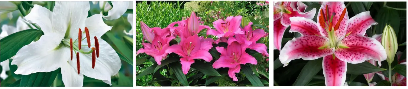 ULTIMATE INNOVATIONS M89203 Oriental Lily