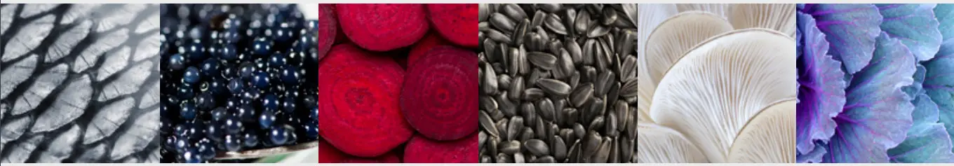 Steel AQ12SF6TBAO 120cm Upright Cooker - EMILY DICKINSON