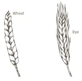 KoMo DeliverDeli Eco Grain Mill - fig 10