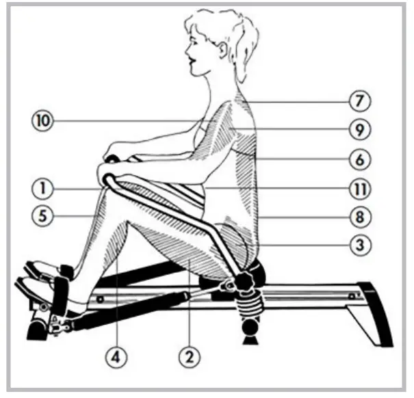 KETTLER Regatta 300 Rowing Machine - muscles